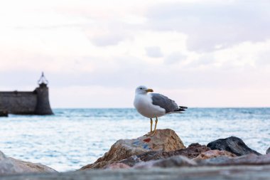 Seagull sitting on stone near sea