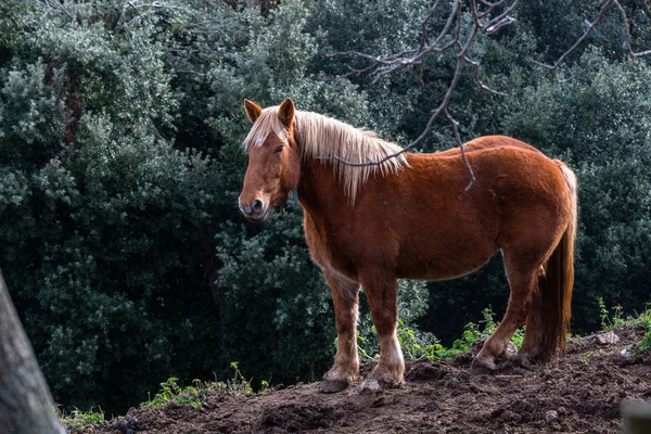 緑の森の美しい馬 — ストック写真