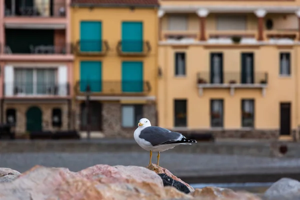 Seagull Sitting Stone City — Stockfoto