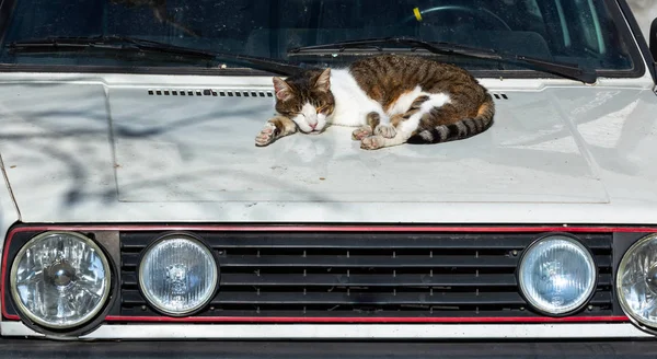 Cat sleeping on car at sunshine day