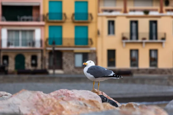 Seagull Sitting Stone City — Stockfoto