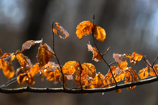 Orangefarbene Blätter Ast — Stockfoto