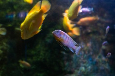 Underwater colorful sea life