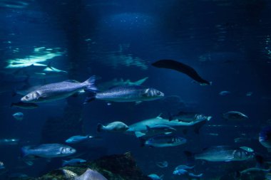 Underwater colorful sea life