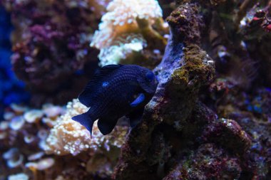 Underwater colorful sea life