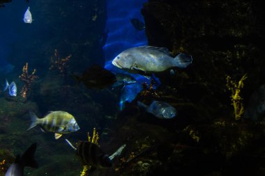 Underwater colorful sea life