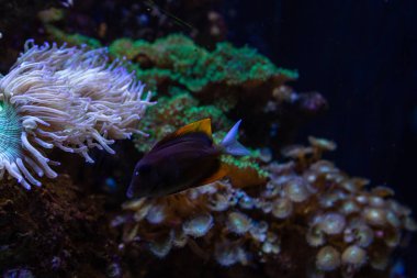 Underwater colorful sea life