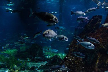 Underwater colorful sea life