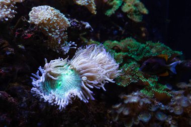 Underwater colorful sea life