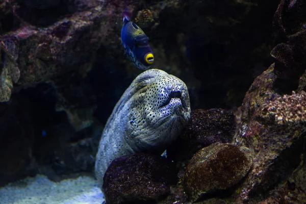 Underwater Colorful Sea Life — ストック写真