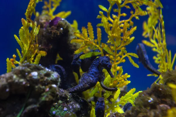 Subaquático Vida Marinha Colorida — Fotografia de Stock