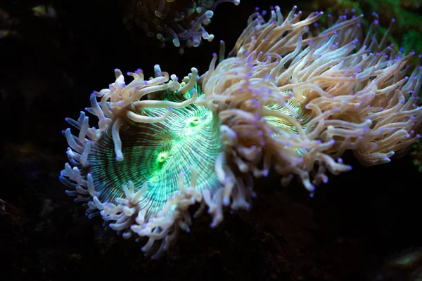 Underwater Colorful Sea Life — ストック写真