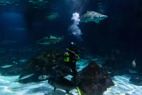 Underwater colorful sea life