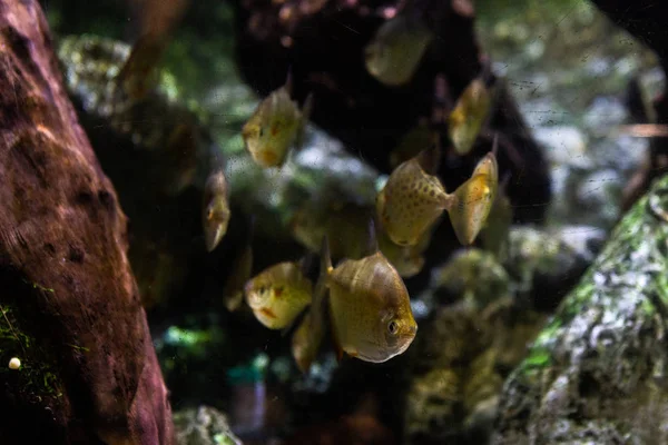 Underwater Colorful Sea Life — Stockfoto