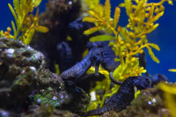 Subaquático Vida Marinha Colorida — Fotografia de Stock