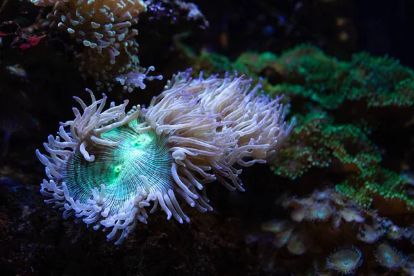 Underwater Colorful Sea Life — ストック写真