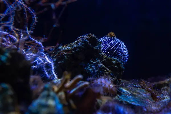 Underwater Colorful Sea Life — ストック写真