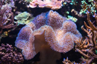 Underwater colorful sea life