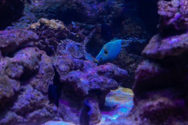 Underwater colorful sea life