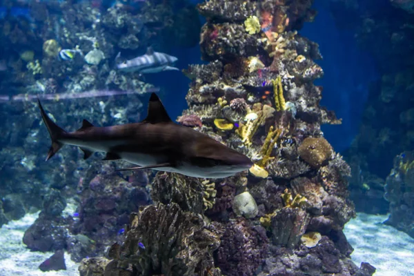 Underwater Colorful Sea Life — Stok fotoğraf