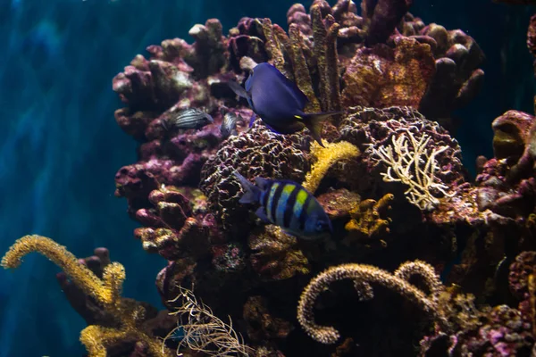 Підводне Барвисте Морське Життя — стокове фото