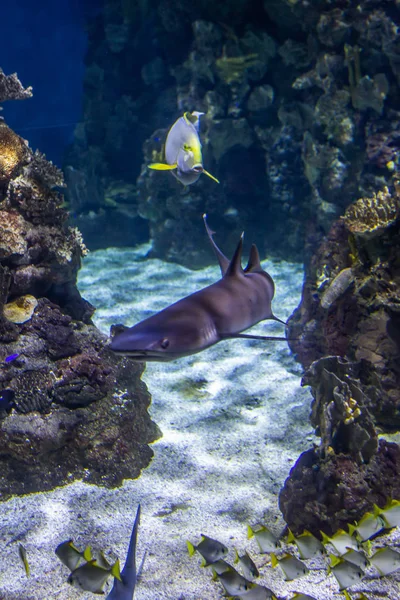 Underwater Colorful Sea Life — Stok fotoğraf