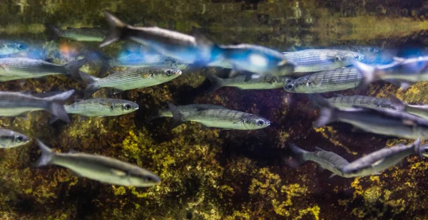 Underwater Colorful Sea Life — ストック写真