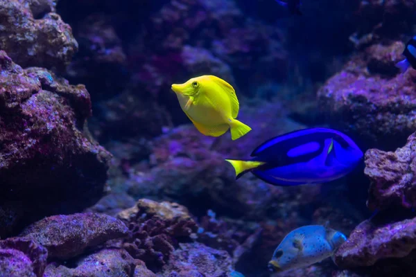 Underwater Colorful Sea Life — ストック写真