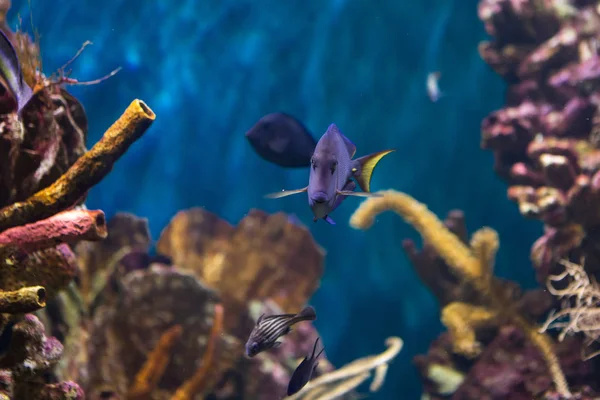 Underwater Colorful Sea Life — ストック写真