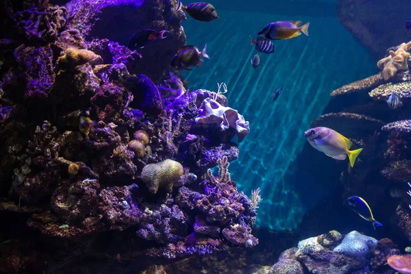 Підводне Барвисте Морське Життя — стокове фото
