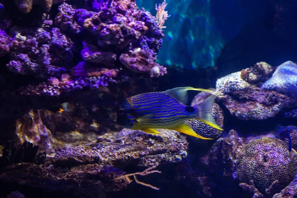 Underwater Colorful Sea Life — ストック写真