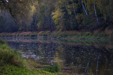 Nehir ve ormanlı güzel bir manzara.
