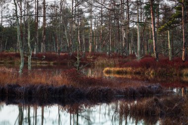Güzel vahşi kuzey ormanı