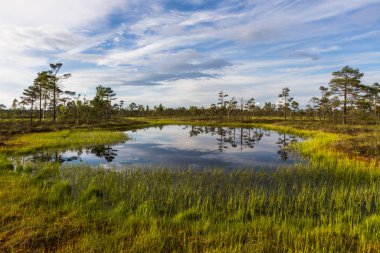 çiçekler ve bulutlar ile güzel manzara