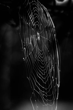 Karanlık ormanda örümcek ağı 