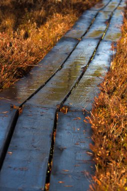 Vahşi ormanda ahşap yol