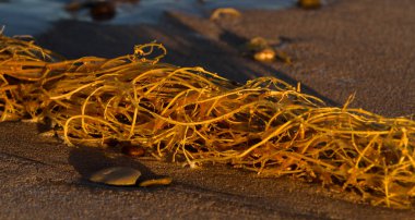  Kumsaldaki kumsalda küçük taşlar