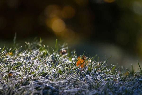 Frost Gras Auf Natur Hintergrund — Stockfoto