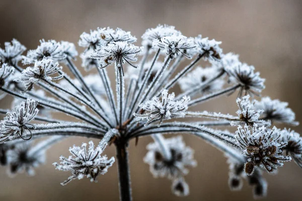 Παγωμένο Φυτό Κατά Χειμερινή Περίοδο — Φωτογραφία Αρχείου