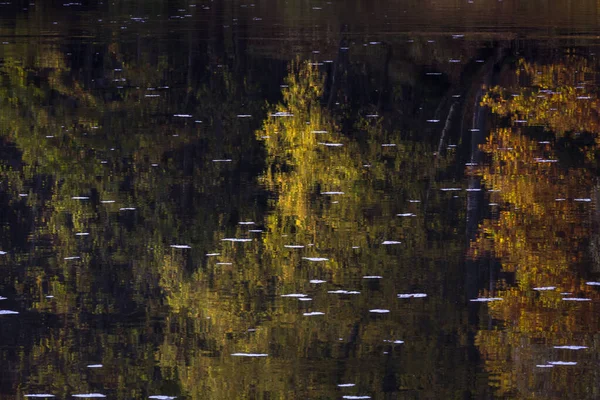 Vackert Landskap Med Älv Och Skog — Stockfoto