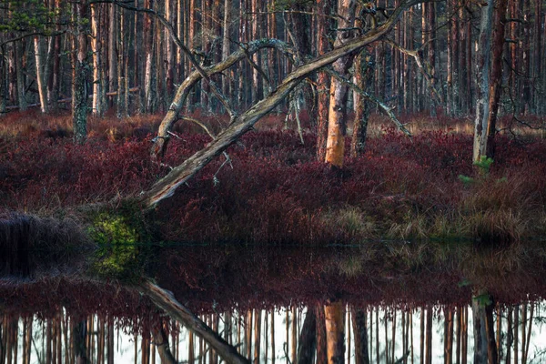 Prachtig Wild Noordelijk Bos — Stockfoto