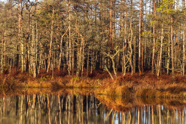 Hermoso Paisaje Día Soleado — Foto de Stock