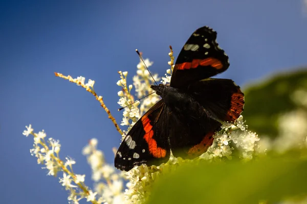 Farfalla Fiori Bianchi Sfondo Cielo — Foto Stock