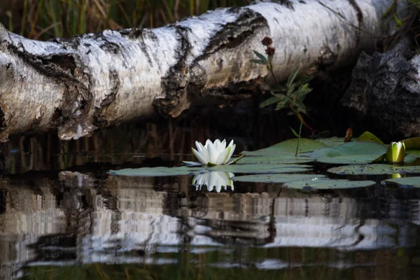 Fleurs Lotus Dans Eau Lac — Photo