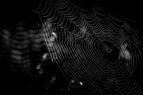 Δίχτυ Αράχνης Στο Σκοτεινό Δάσος — Φωτογραφία Αρχείου