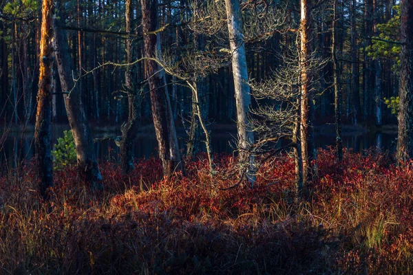 Hermoso Bosque Salvaje Del Norte — Foto de Stock