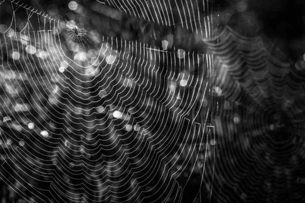 黑暗森林中的蜘蛛网 — 图库照片
