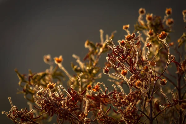 Doğaya Yakın Dalları Olan Bir Bitki — Stok fotoğraf