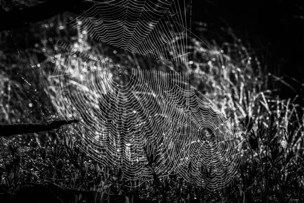 Spinnennetze Dunklen Wald — Stockfoto