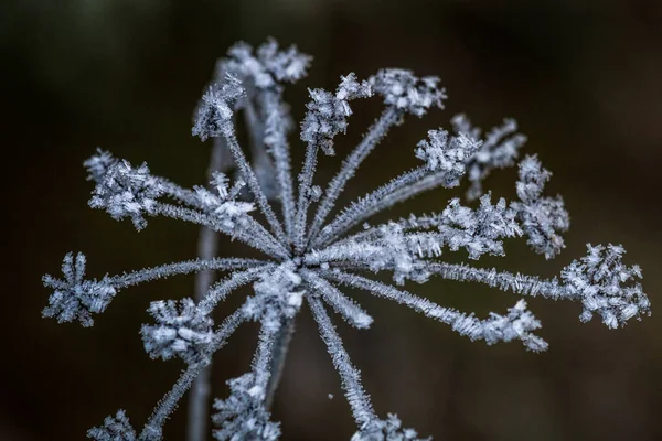 Planta Îngheț Sezonul Iarnă — Fotografie, imagine de stoc